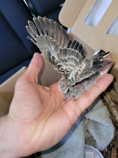 Maui animal rescuers trapped birds with Home Depot Corporate Response and Potential Outcomes